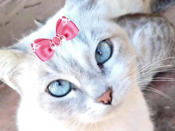 Gato ra a Mestica  idade 7 a 11 meses nome Luna 