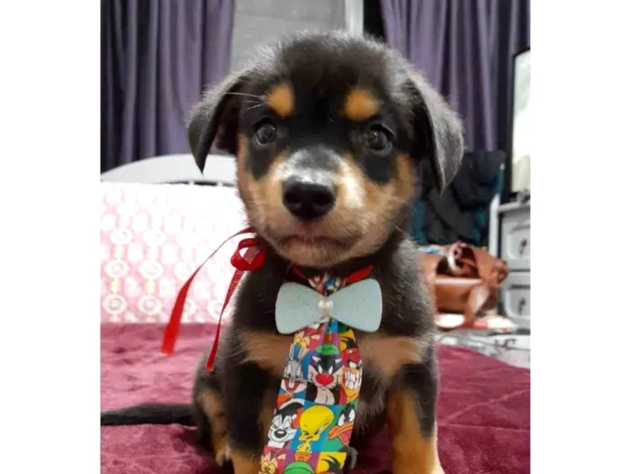 Cachorro ra a SRD-ViraLata idade 2 a 6 meses nome Willow