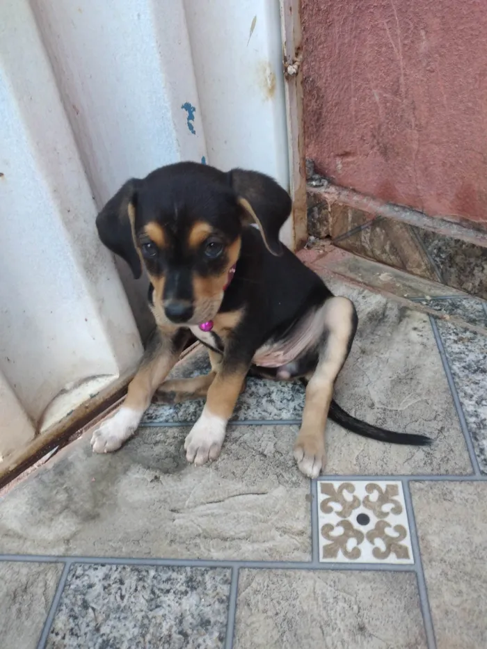 Cachorro ra a SRD-ViraLata idade Abaixo de 2 meses nome Mel