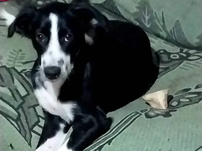 Cachorro ra a Vira Lata idade 7 a 11 meses nome Lana