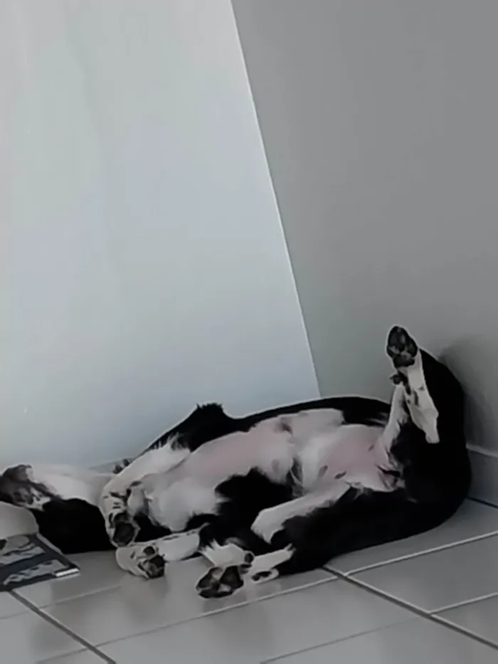 Cachorro ra a Vira Lata idade 7 a 11 meses nome Lana