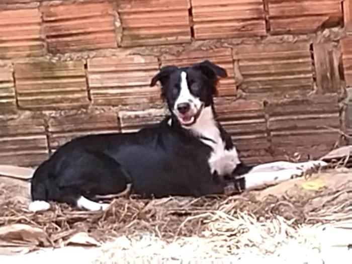 Cachorro ra a Vira Lata idade 7 a 11 meses nome Lana