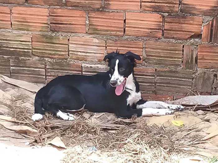 Cachorro ra a Vira Lata idade 7 a 11 meses nome Lana