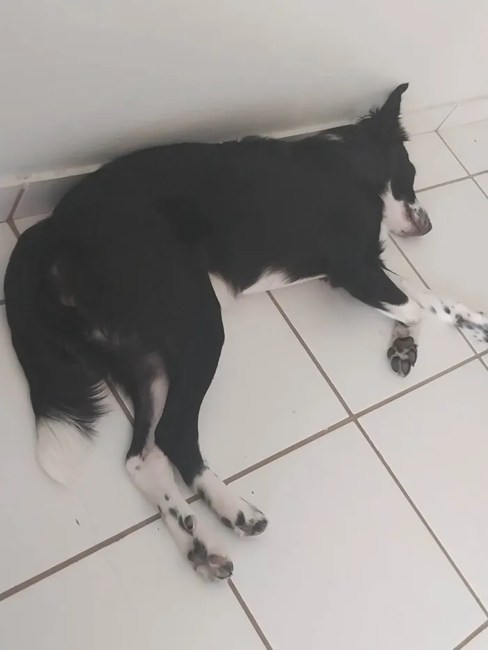Cachorro ra a Vira Lata idade 7 a 11 meses nome Lana