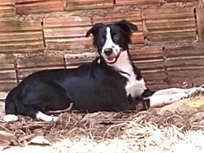 Cachorro ra a Vira Lata idade 7 a 11 meses nome Lana
