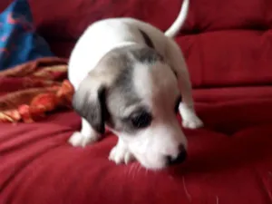 Cachorro raça  idade Abaixo de 2 meses nome Oreo