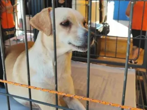 Cachorro raça  idade 3 anos nome Bob