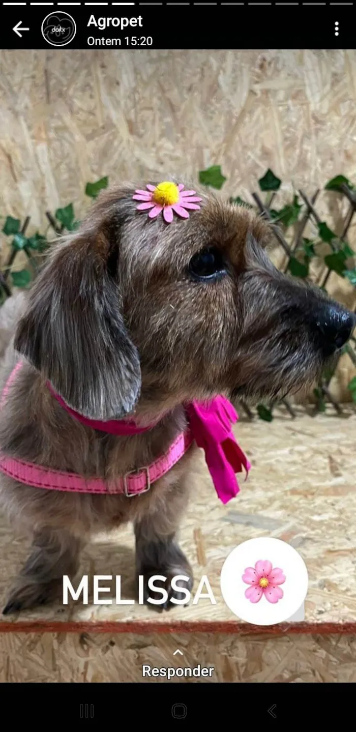 Cachorro ra a Mixturado idade 2 anos nome Melissa