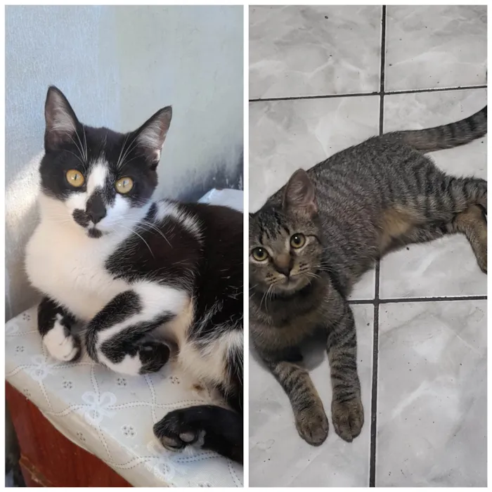 Gato ra a SRD-ViraLata idade 2 a 6 meses nome Sem nome