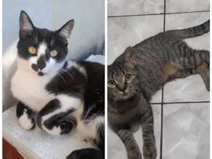 Gato raça SRD-ViraLata idade 2 a 6 meses nome Sem nome