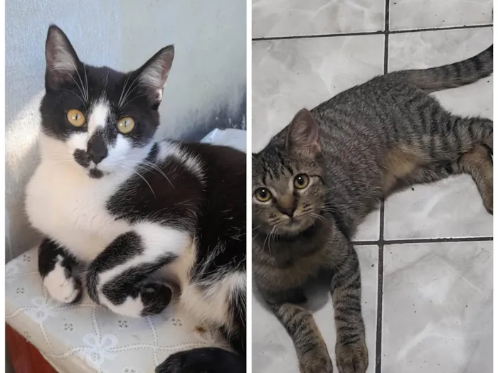 Gato ra a SRD-ViraLata idade 2 a 6 meses nome Sem nome