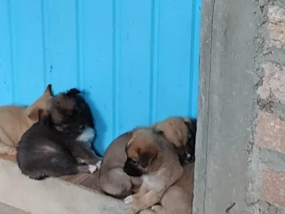 Cachorro raça Vira latinha  idade Abaixo de 2 meses nome Taekin