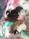 São filhotes com 7 dias devida