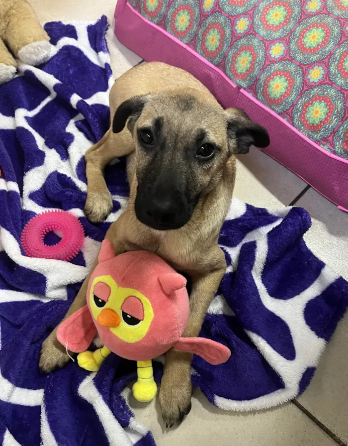 Cachorro ra a SRD-ViraLata idade 2 a 6 meses nome Gabriela
