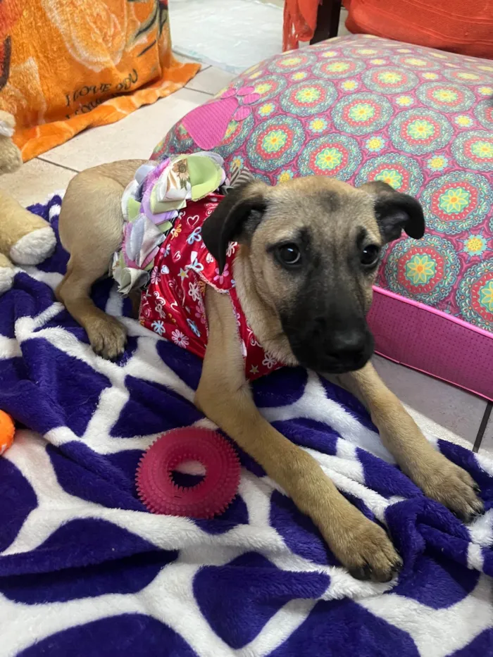 Cachorro ra a SRD-ViraLata idade 2 a 6 meses nome Gabriela