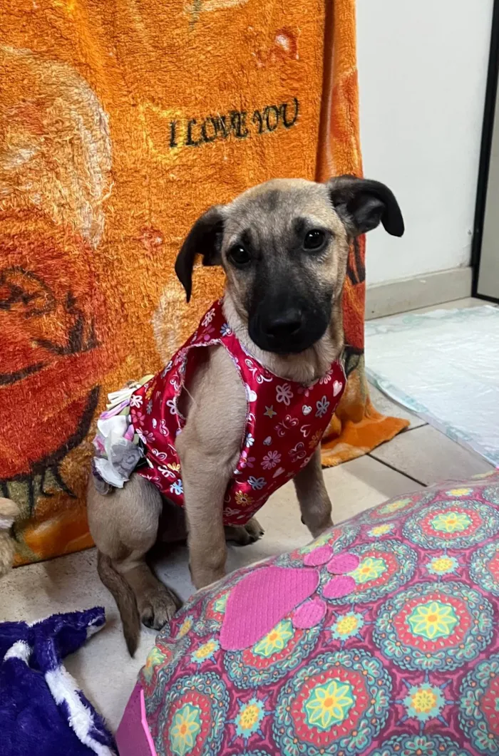 Cachorro ra a SRD-ViraLata idade 2 a 6 meses nome Gabriela