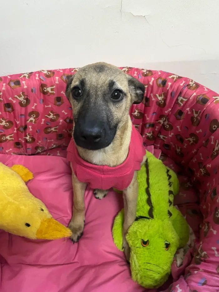 Cachorro ra a SRD-ViraLata idade 2 a 6 meses nome Gabriela