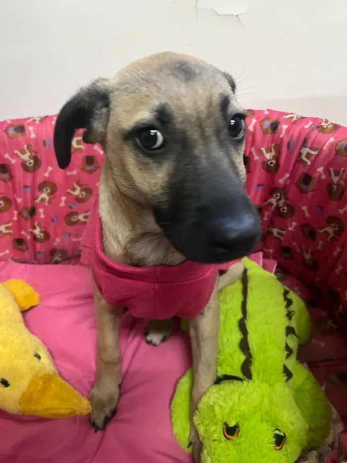 Cachorro ra a SRD-ViraLata idade 2 a 6 meses nome Gabriela