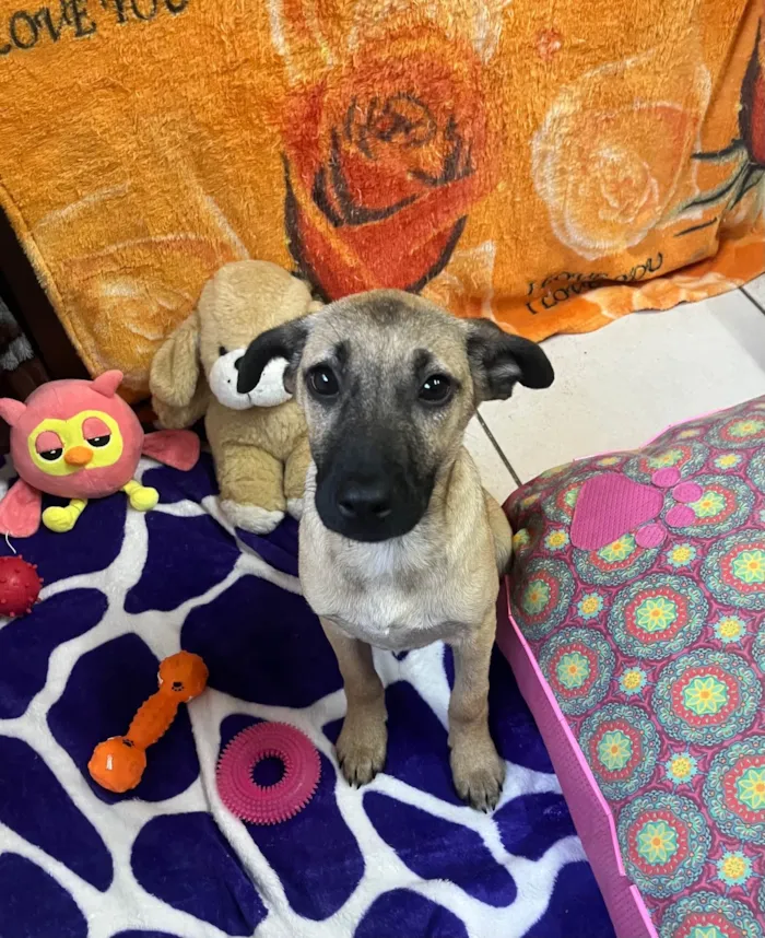 Cachorro ra a SRD-ViraLata idade 2 a 6 meses nome Gabriela