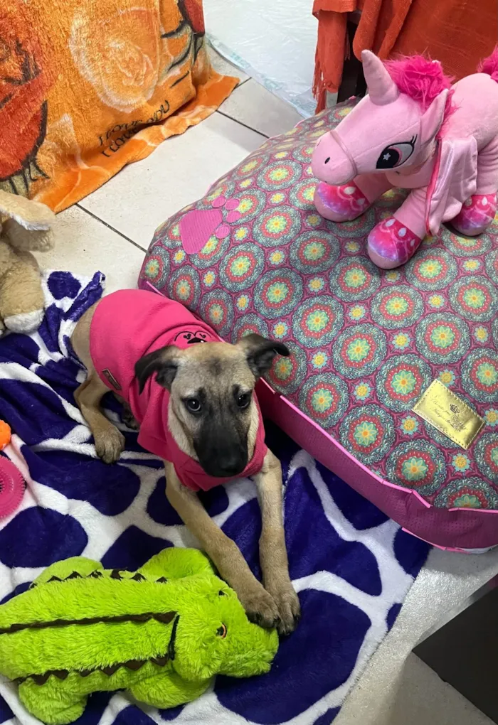 Cachorro ra a SRD-ViraLata idade 2 a 6 meses nome Gabriela