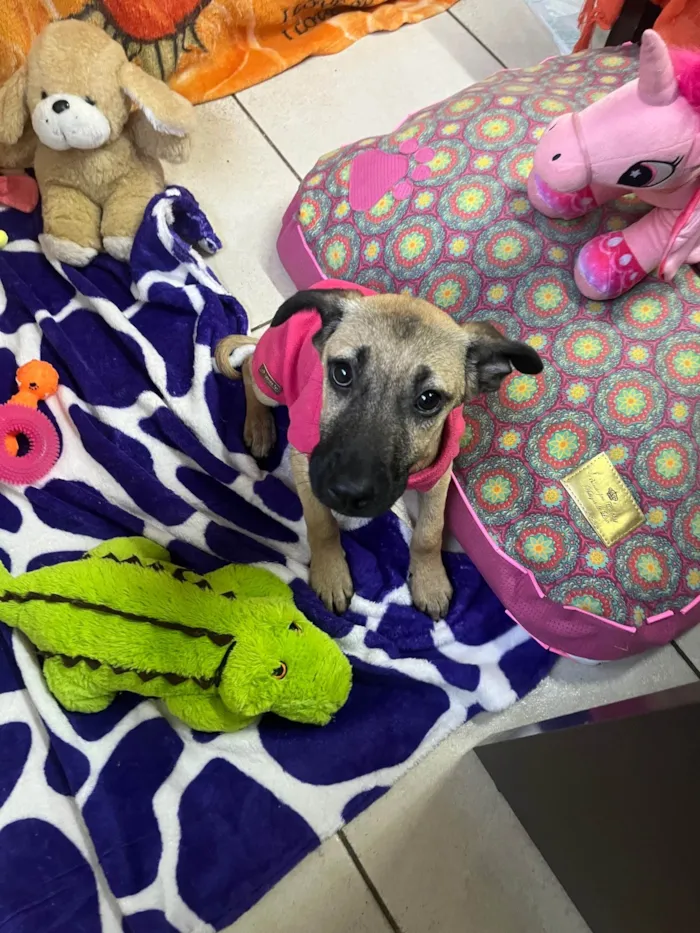 Cachorro ra a SRD-ViraLata idade 2 a 6 meses nome Gabriela