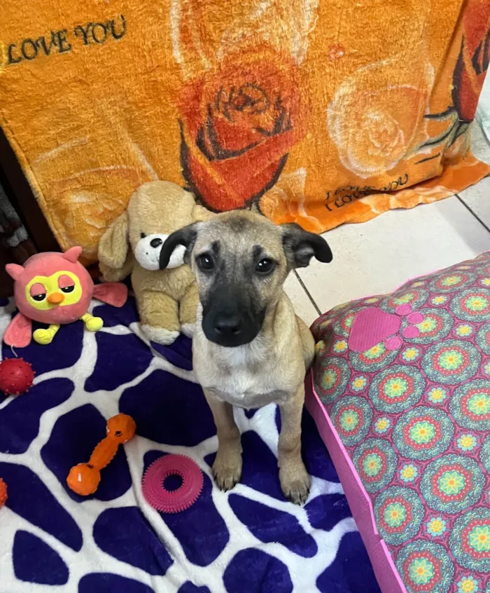 Cachorro ra a SRD-ViraLata idade 2 a 6 meses nome Gabriela