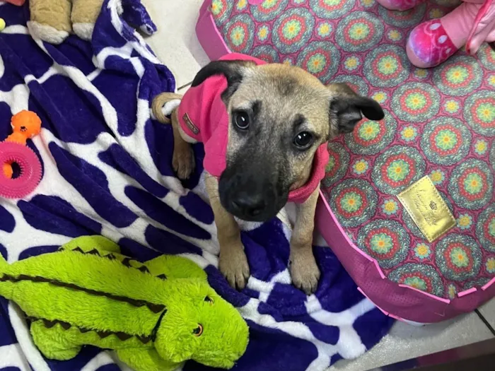 Cachorro ra a SRD-ViraLata idade 2 a 6 meses nome Gabriela