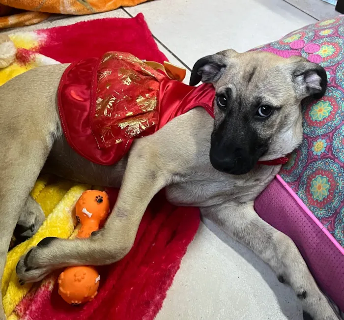 Cachorro ra a SRD-ViraLata idade 2 a 6 meses nome Georgia 
