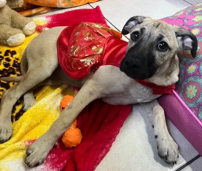 Cachorro ra a SRD-ViraLata idade 2 a 6 meses nome Georgia 