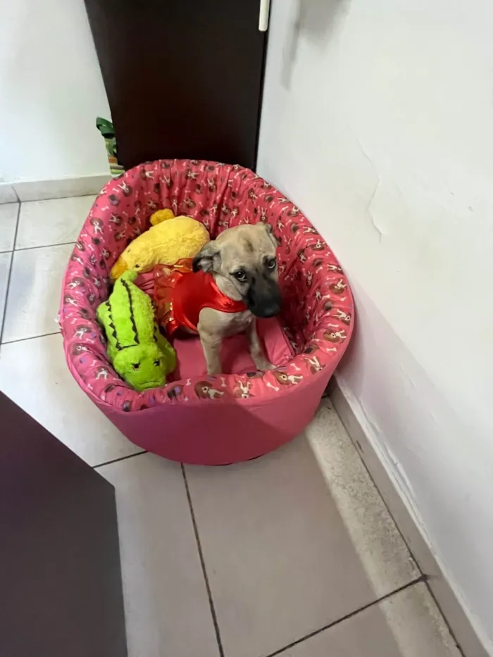 Cachorro ra a SRD-ViraLata idade 2 a 6 meses nome Georgia 