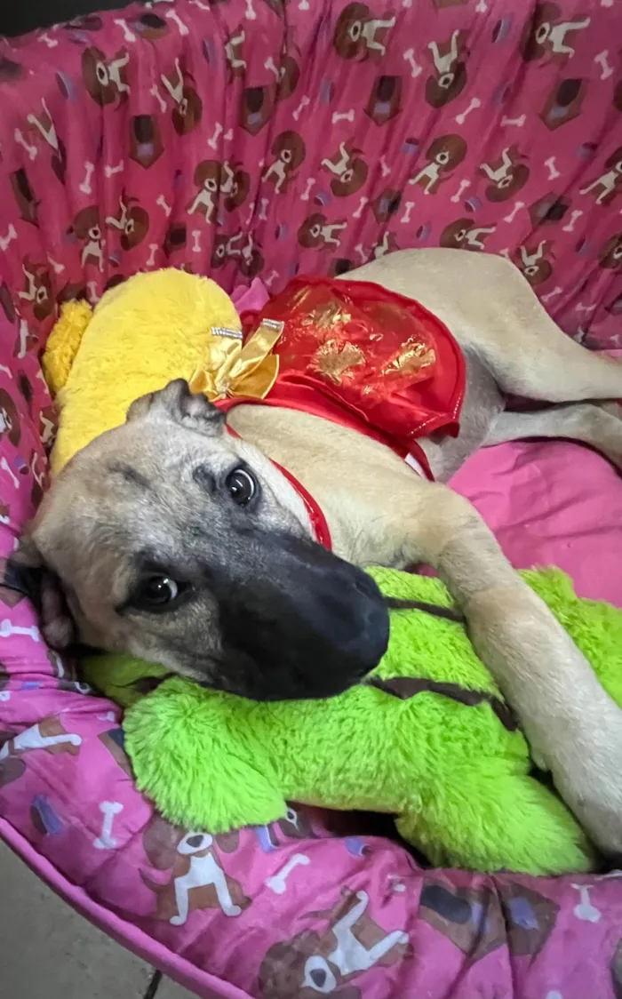 Cachorro ra a SRD-ViraLata idade 2 a 6 meses nome Georgia 