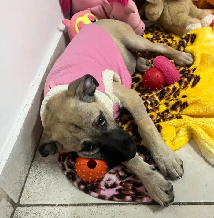 Cachorro ra a SRD-ViraLata idade 2 a 6 meses nome Georgia 