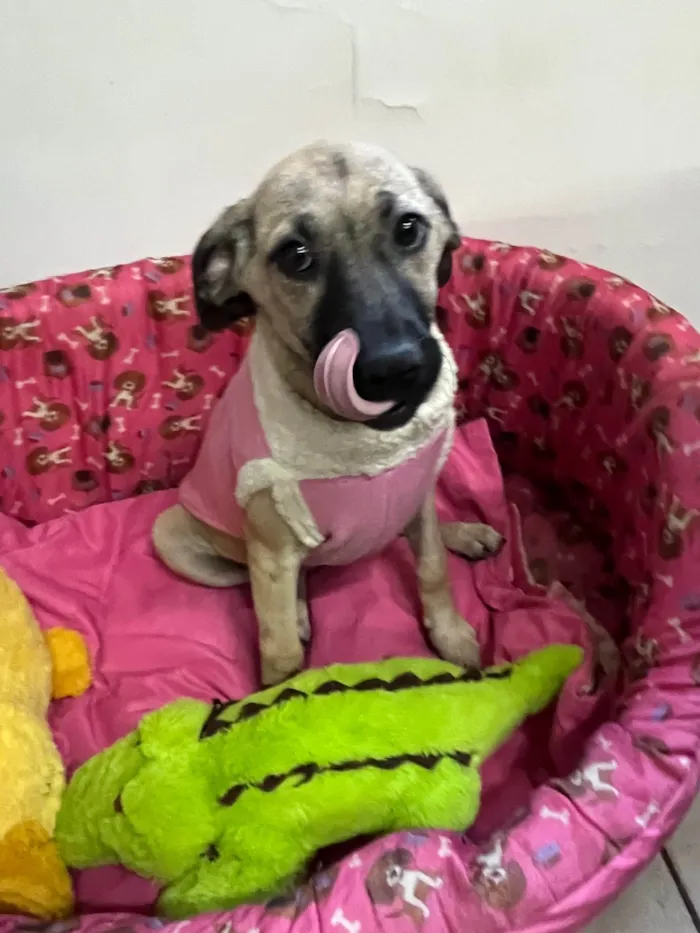 Cachorro ra a SRD-ViraLata idade 2 a 6 meses nome Georgia 