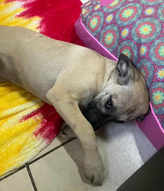 Cachorro ra a SRD-ViraLata idade 2 a 6 meses nome Georgia 