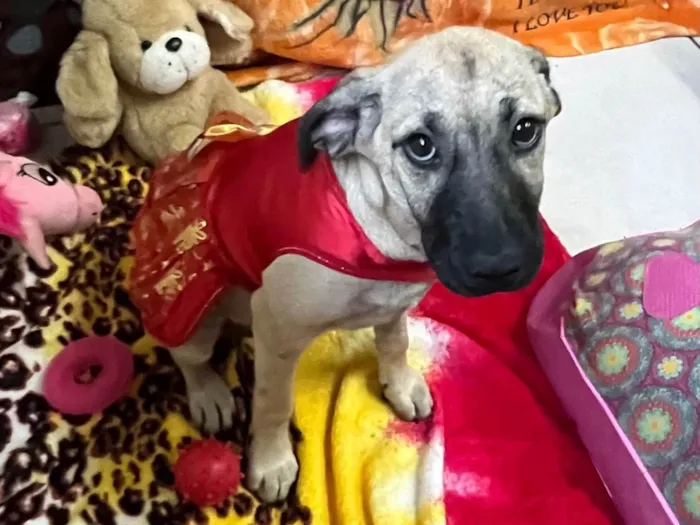 Cachorro ra a SRD-ViraLata idade 2 a 6 meses nome Georgia 