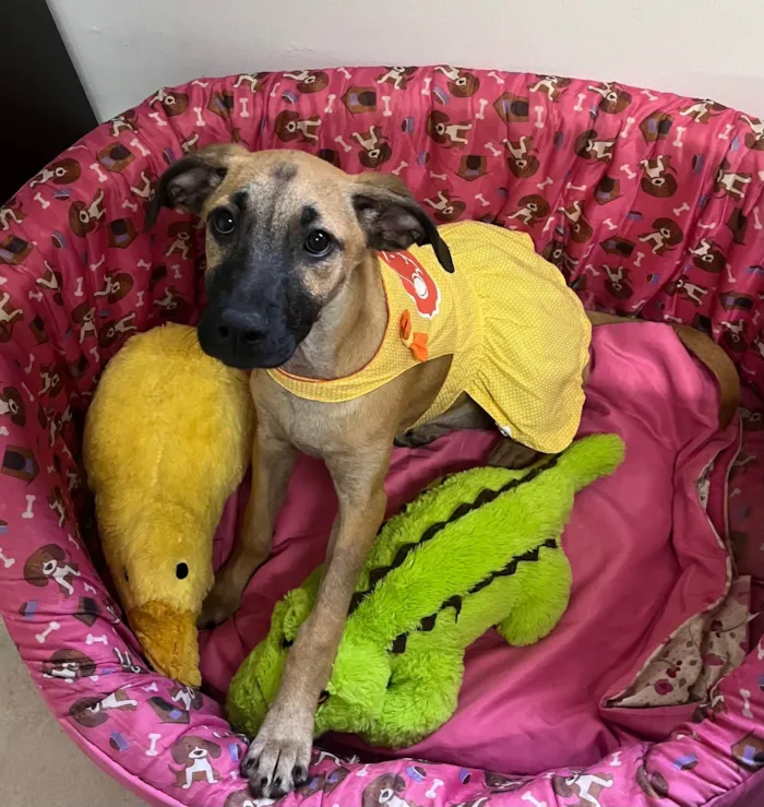 Cachorro ra a SRD-ViraLata idade 2 a 6 meses nome Gina