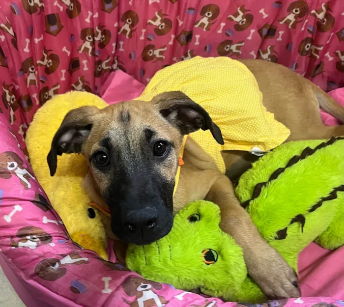 Cachorro ra a SRD-ViraLata idade 2 a 6 meses nome Gina