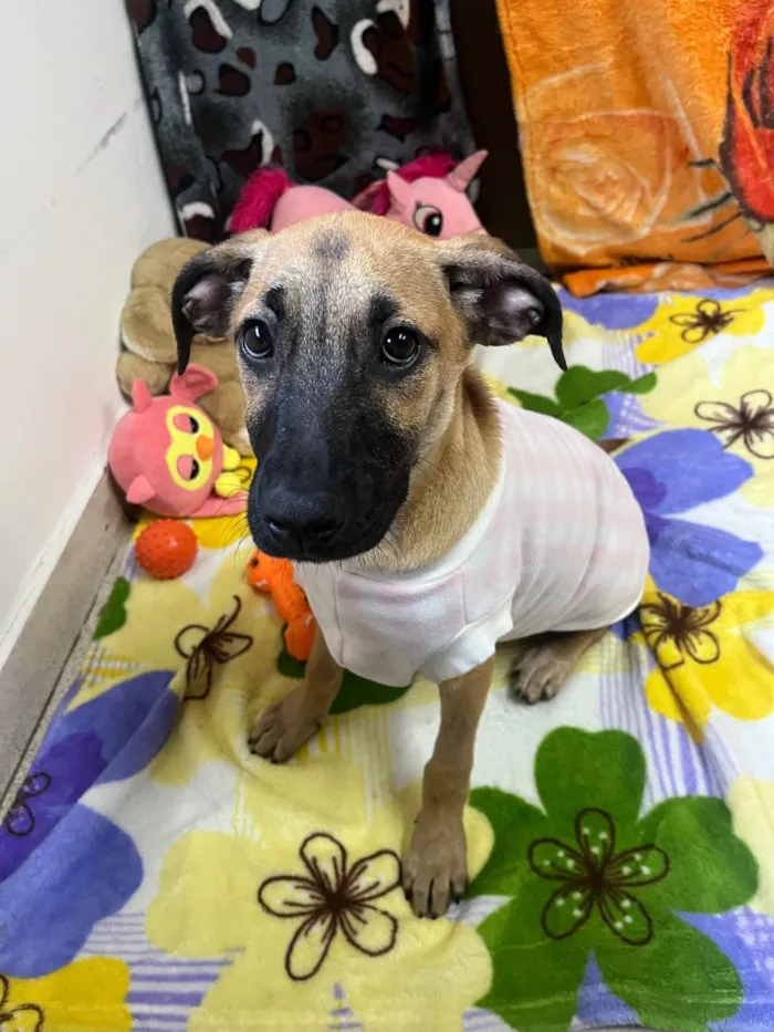 Cachorro ra a SRD-ViraLata idade 2 a 6 meses nome Gina
