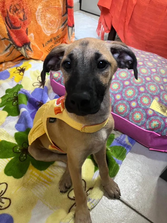 Cachorro ra a SRD-ViraLata idade 2 a 6 meses nome Gina