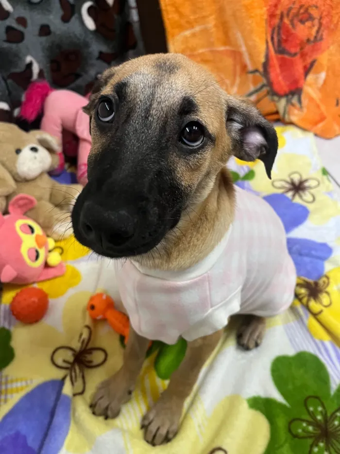 Cachorro ra a SRD-ViraLata idade 2 a 6 meses nome Gina