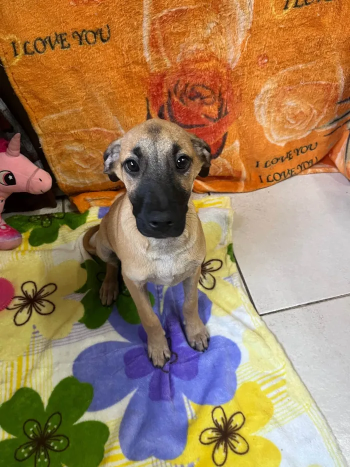 Cachorro ra a SRD-ViraLata idade 2 a 6 meses nome Gina