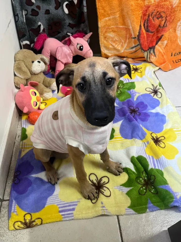 Cachorro ra a SRD-ViraLata idade 2 a 6 meses nome Gina