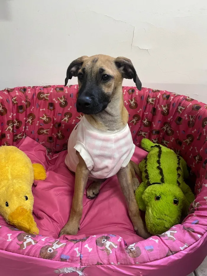 Cachorro ra a SRD-ViraLata idade 2 a 6 meses nome Gina