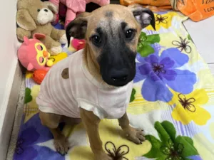 Cachorro raça SRD-ViraLata idade 2 a 6 meses nome Gina