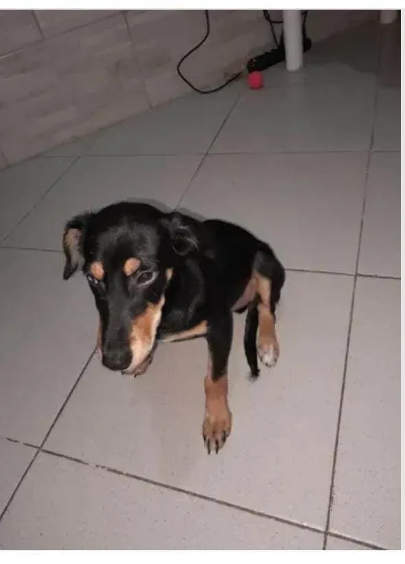 Cachorro ra a SRD-ViraLata idade 2 a 6 meses nome Airon