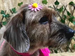 Cachorro raça Mixturado idade 2 anos nome Melissa