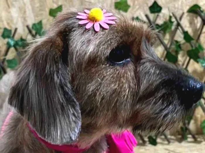 Cachorro ra a Mixturado idade 2 anos nome Melissa