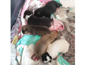 Cachorro raça SRD-ViraLata idade Abaixo de 2 meses nome São filhotes com 7 dias devida