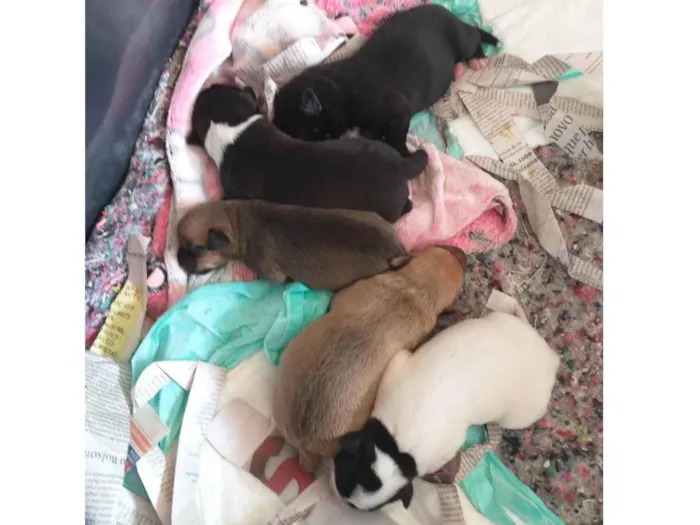 Cachorro ra a SRD-ViraLata idade Abaixo de 2 meses nome São filhotes com 7 dias devida