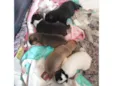 São filhotes com 7 dias devida